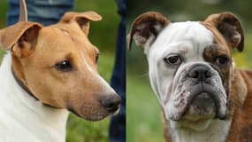 Les chiens morts dans l'incendie de l'établissement Animal Contact