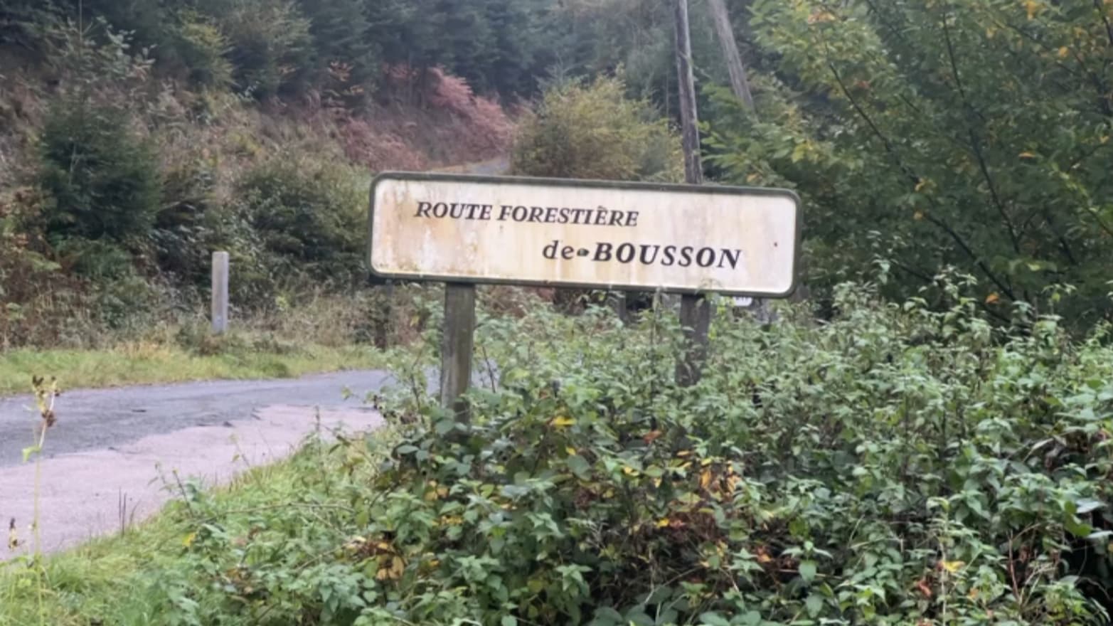 Le grand sapin de Strasbourg a été coupé ce mercredi 18 octobre dans la forêt domaniale de Bousson