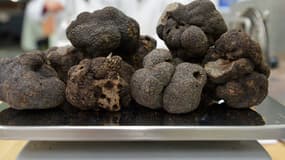 Des truffes (image d'illustration) 