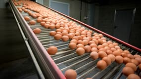 Une entreprise française a identifié les produits fabriqués à partir d'oeufs contaminés au fipronil