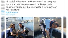 Les gendarmes ont sauvé une tortue en mai dernier.