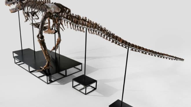 Le tyrannosaure rex "Trinity" Le tyrannosaure rex "Trinity"