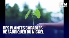  Des plantes capables d'absorber des métaux pour fabriquer du nickel 