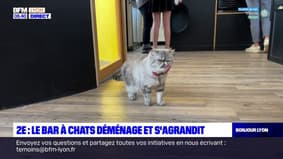 Lyon: le bar à chats du 2e arrondissement a déménagé