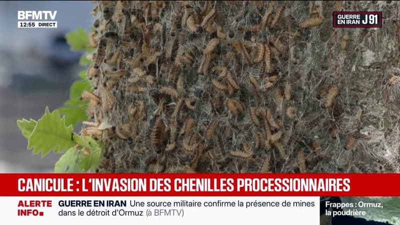 Canicule: la ville de Rambouillet infestée par les chenilles processionnaires, les consultations chez le médecin bondissent