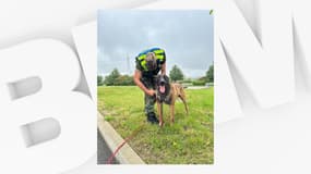 Deux chiens de la gendarmerie ont permis de retrouver deux personnes dans le Rhône.