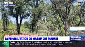 Var: deux ans après l'incendie de Gonfaron, la réhabilitation du massif des Maures se poursuit