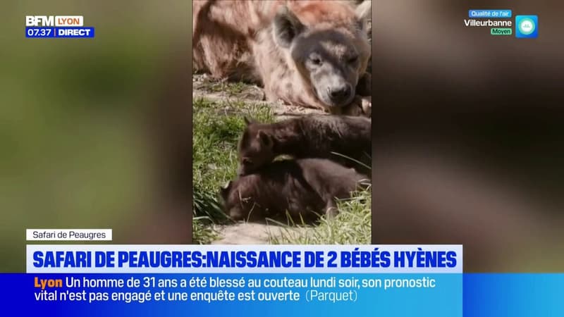 Deux hyènes tachetées sont nées au Safari de Peaugres, une première cette année