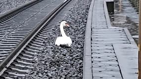 La touchante histoire d'un cygne triste qui a fait s'arrêter des trains en Allemagne