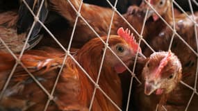 En France, 85 millions d’animaux sont élevés en cage chaque année, privés de leur liberté.