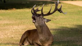 Un cerf a été abattu par un chasseur alors qu'il s'était réfugié sur une propriété privée.