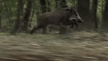 Le sanglier Rosy, dans "Les Saisons" de Jacques Perrin (2015).