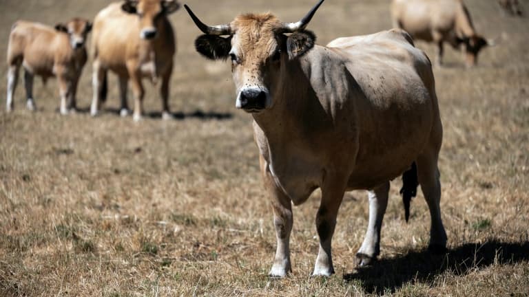 Des vaches dans un champ touché par la sécheresse, le 8 août 2022 à Mur-de-Barrez, dans le sud de la France