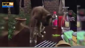 Un chat piégé avec un verre d’eau