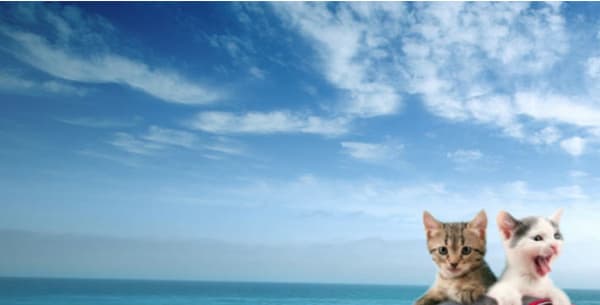 Chats en Model S Chats en Model S