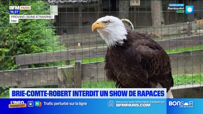 Seine-et-Marne: Brie-Comte-Robert interdit un spectacle de rapaces