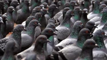 Les "Pigeons" sont de retour à Bercy