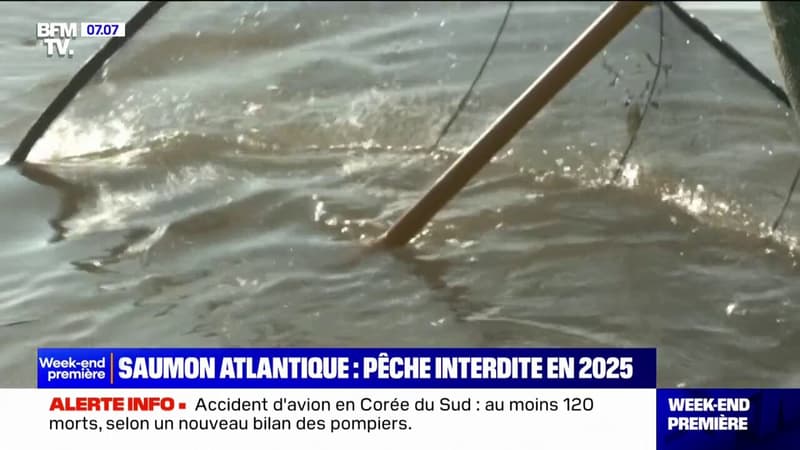 La préfecture de Nouvelle-Aquitaine interdit la pêche du saumon atlantique en 2025