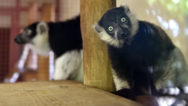 Un Vari noir et blanc, une espèce de lémurien, au zoo d'Amnéville le 20 juillet 2018.