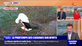 Le printemps des cigognes: une prochaine naissance en Charente-Maritime