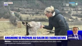 Alpes-Maritimes: éleveuse d'ânes, Amandine se prépare pour le Salon de l'Agriculture