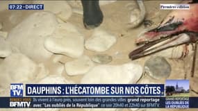 250 dauphins ont échoué sur les côtes atlantiques depuis le début de l'année. Comment expliquer cette hécatombe ?