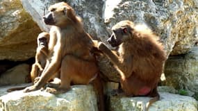 Des babouins dans la réserve de Haute-Touche à Obterre dans l'Indre, en juin 2000