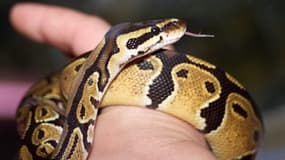 Un python découvert dans le sous-sol d'une maison
