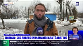 Embrun: des arbres en mauvais état abattus