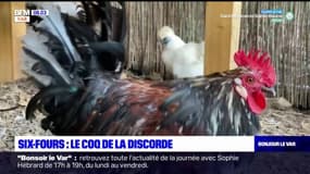 Six-Fours-les-Plages: un coq accusé de nuisances sonores
