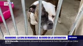 Marseille: la SPA lance un cri d'alarme contre l'abandon