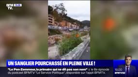 Un sanglier pourchassé par des chasseurs en pleine ville dans les Alpes-Maritimes