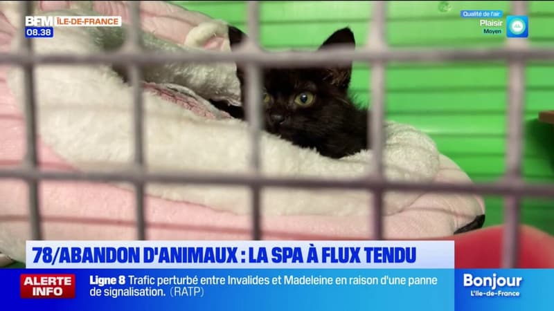 Yvelines: la SPA de Plaisir saturée face à la hausse des abandons d'animaux