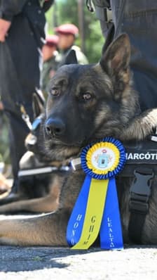 Cinq chiens sont récompensés par l'armée en Équateur 