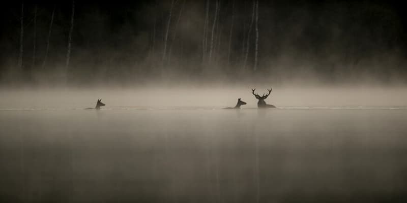 "Le Chant des forêts", de Vincent Munier est sorti en salles le 17 décembre 2025. Il a attiré un million de spectateurs en salles.