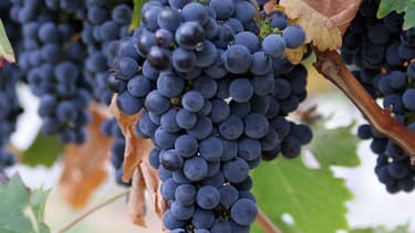 "L'exploitation bio demande beaucoup de technicité et de main d'oeuvre, car la nature ne reproduit pas deux fois le même schéma"