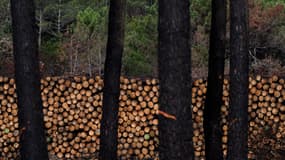 Un arbre destiné à être coupé dans une forêt touchée par d'importants incendies, près de La Teste-de-Buch, dans le sud-ouest de la France, le 27 septembre 2022.