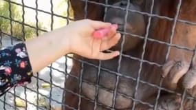Une combattante de MMA fait fumer un Orangs-outan.