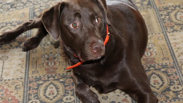 Acheter ou adopter un chien n'est pas une décision à prendre à la légère