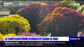 Var: le chrysanthème plébiscité chez les fleuristes