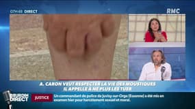 "Les moustiques je les tue!": Aymeric Caron évoque le second degré après sa vidéo défendant les moustiques