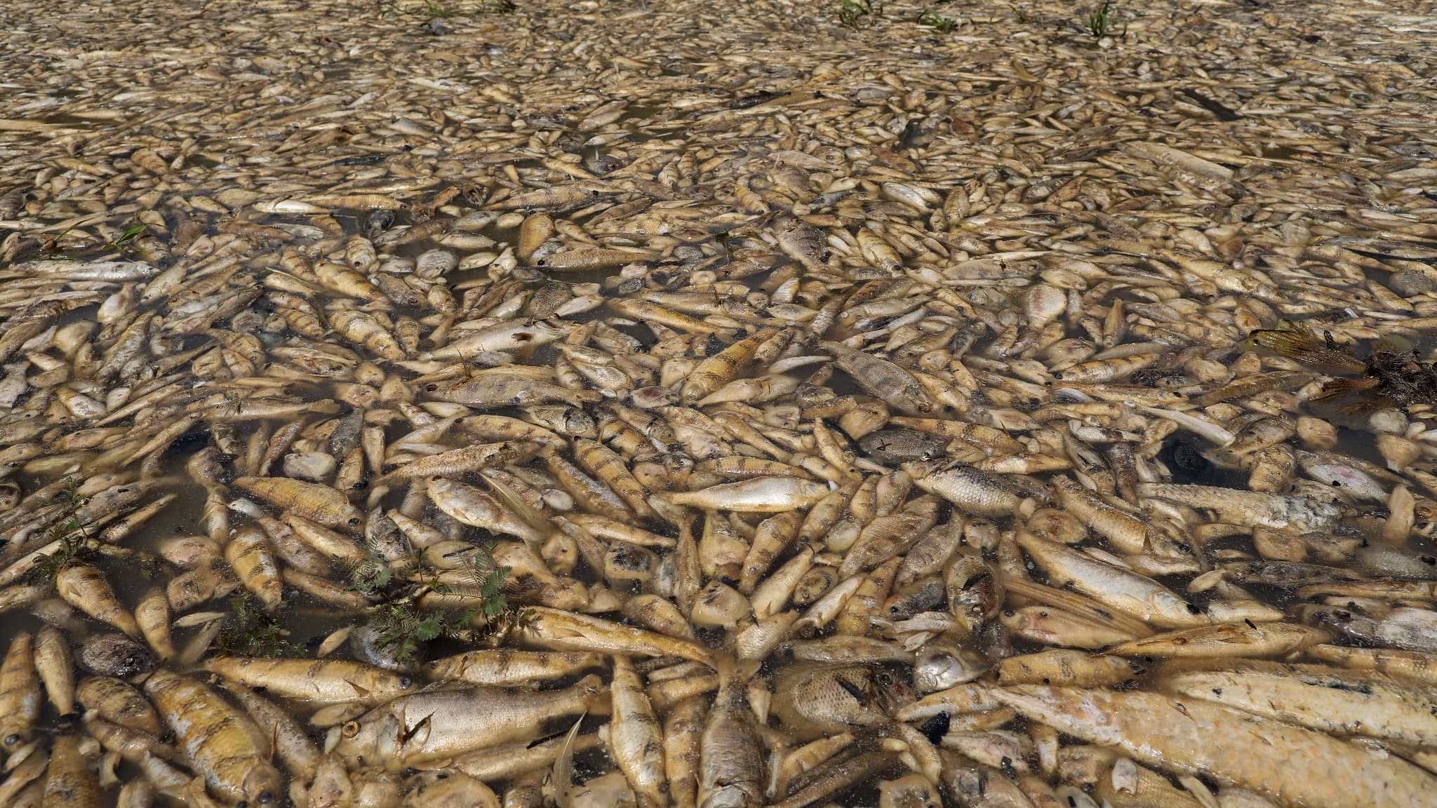 Des centaines de poissons morts dans le fleuve Amazone, au Brésil, touché par une importante sécheresse.