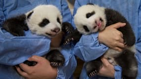 Les bébés pandas du zoo de Beauval