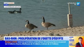 Bas Rhin: prolifération de l'ouette d'Egypte