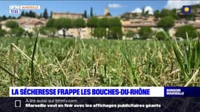 La sécheresse frappe les Bouches-du-Rhône