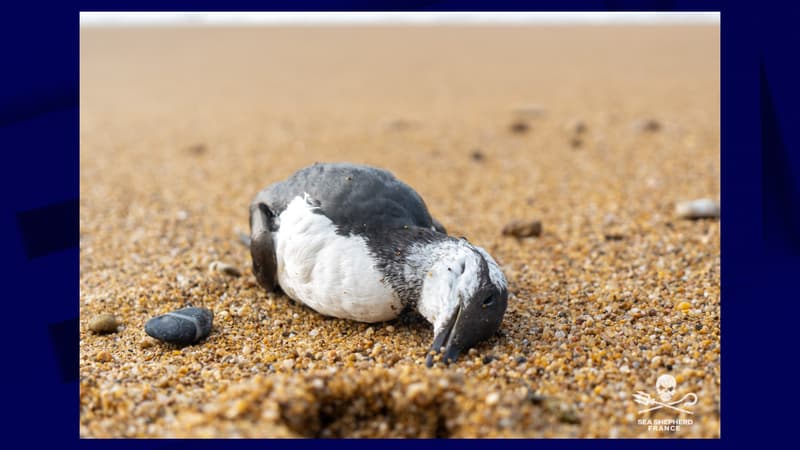 Un guillemot de Troïl, oiseau marin, échoué sur une plage du littoral atlantique, en février 2024.

