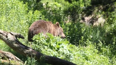 Ours des Pyrénées: feu vert aux mesures d'effarouchement