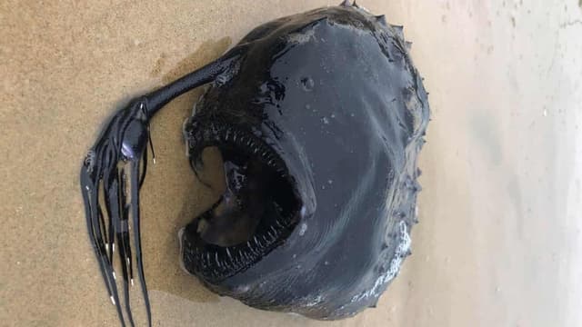 Ce que l'on sait du mystérieux poisson des abysses, découvert sur une plage en Californie