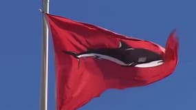 Le drapeau rouge interdisant la baignade et la pratique du surf en cas de présence de requins