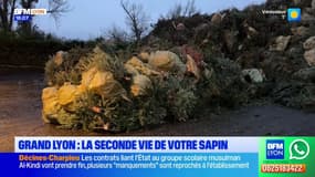 Grand Lyon: la seconde vie des sapins de Noël